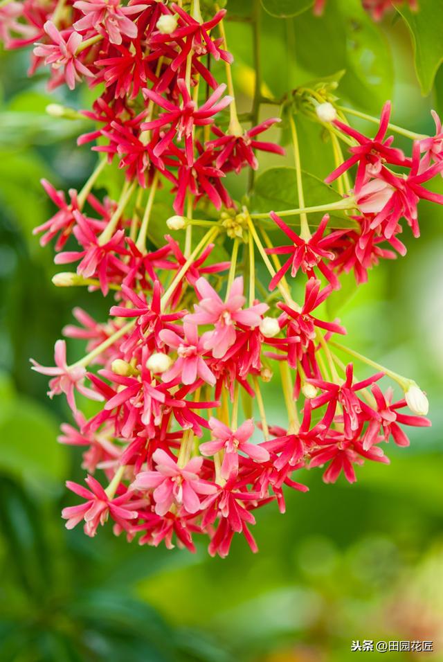 使君子，花量少、不开花？可能是这些方面做错了，及时调整花满枝