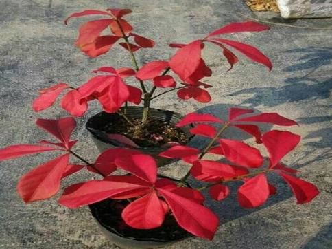 火焰卫矛盆栽修剪遇到难题，掌握这五个办法，枝密叶红又美观