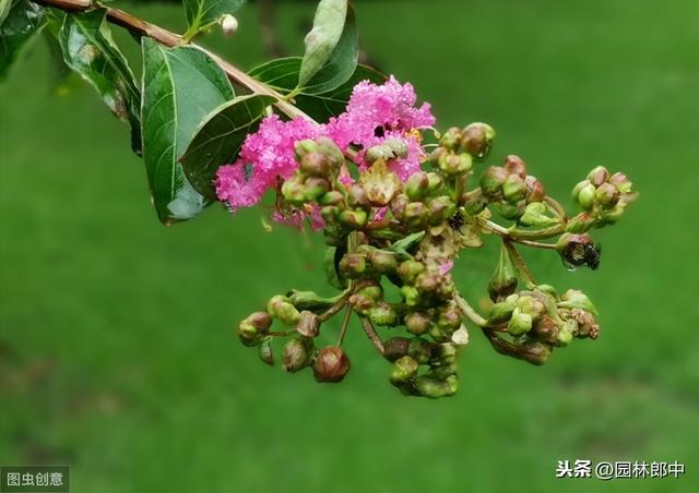 谁说花无红百日，紫薇就可以！学会这几点，紫薇花期更长久