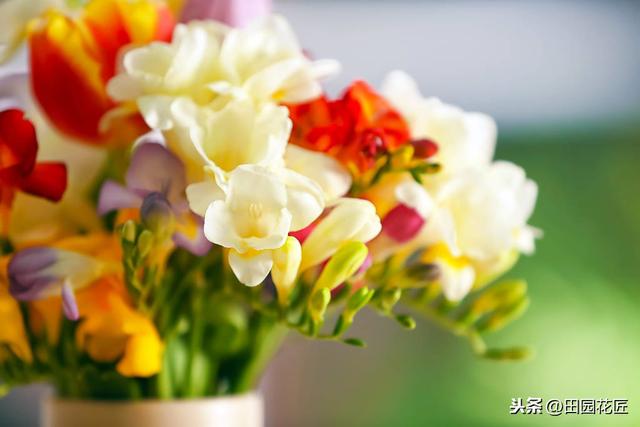 香雪兰，叶片倒伏、不开花？可能这里失误，正确养护，花开正当时