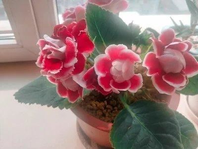 大岩桐没有种子进行播种？改成分球繁殖的方式，照样可以花团锦簇