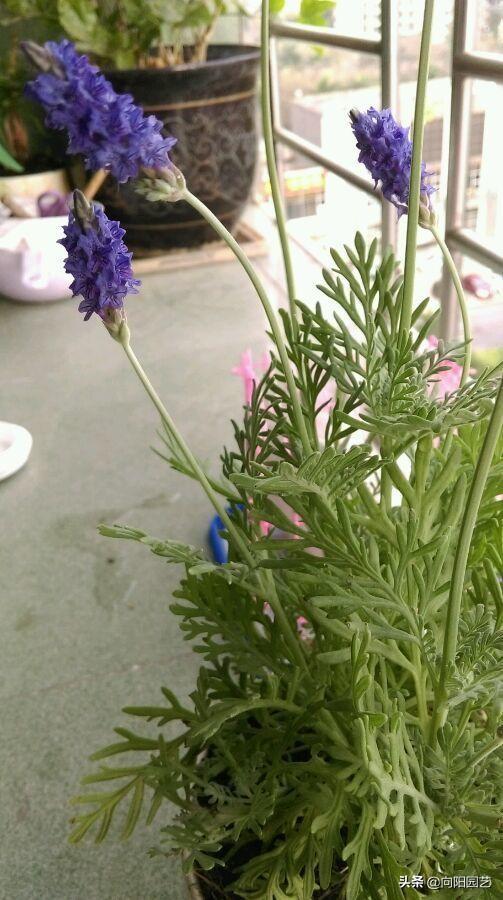 三种“香水花”，花瓣带有清香味，养在客厅里，全家都是香味