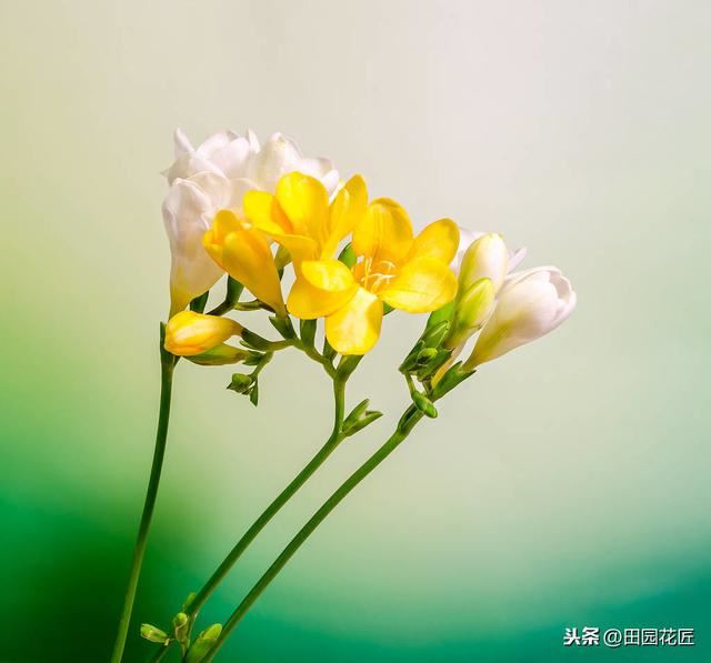 香雪兰，叶片倒伏、不开花？可能这里失误，正确养护，花开正当时