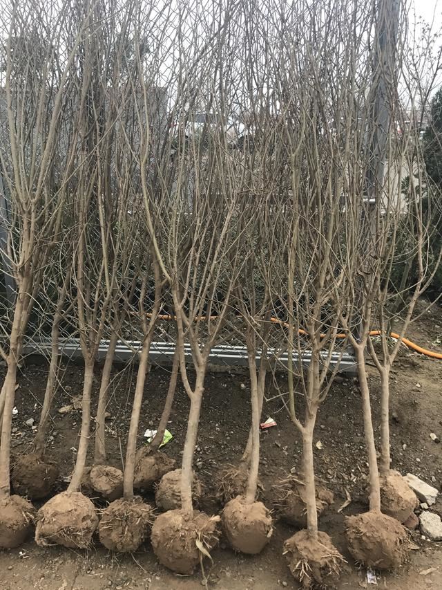 如何确定栽植苗木是否成活？