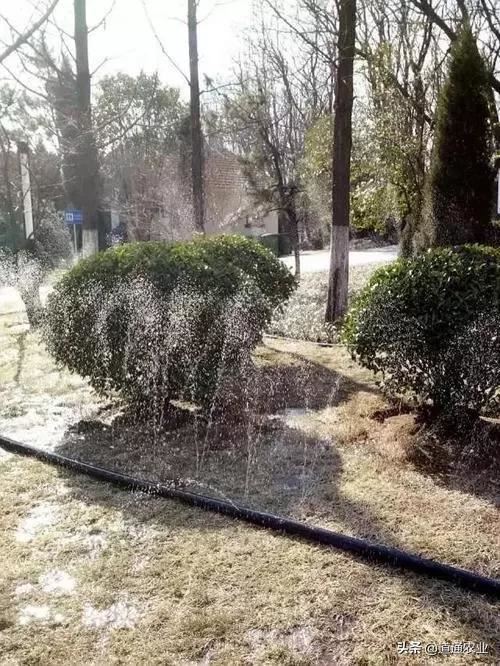 苗木返青水一定要浇明白，这些坑千万别踩，确保苗木安全入春