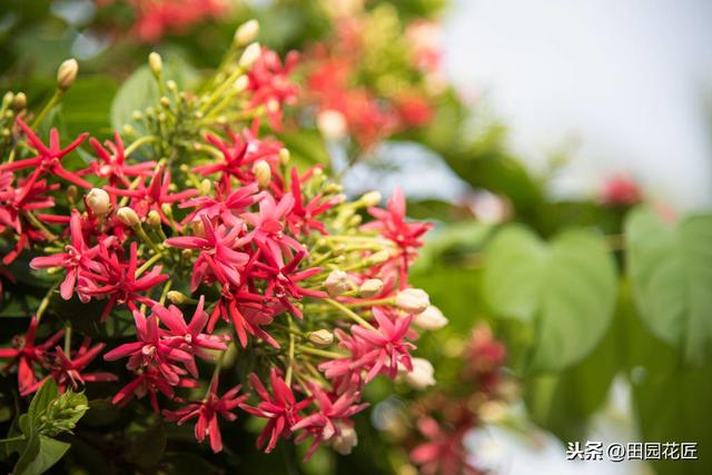 使君子，花量少、不开花？可能是这些方面做错了，及时调整花满枝