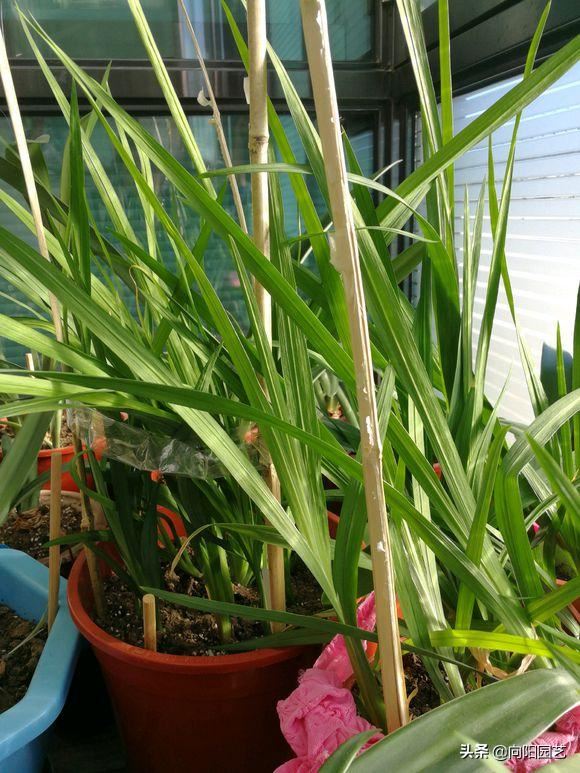 三种“香水花”，花瓣带有清香味，养在客厅里，全家都是香味