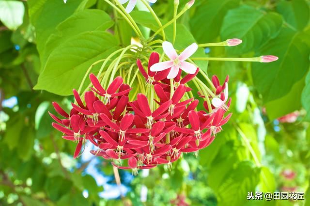 使君子，花量少、不开花？可能是这些方面做错了，及时调整花满枝
