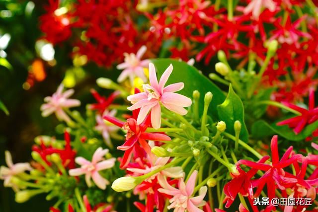 使君子，花量少、不开花？可能是这些方面做错了，及时调整花满枝