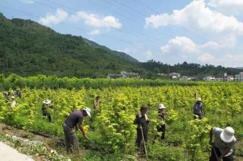 收下这些苗木养护施肥技巧，保你苗子长得好
