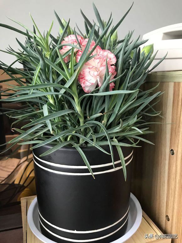 三种“香水花”，花瓣带有清香味，养在客厅里，全家都是香味