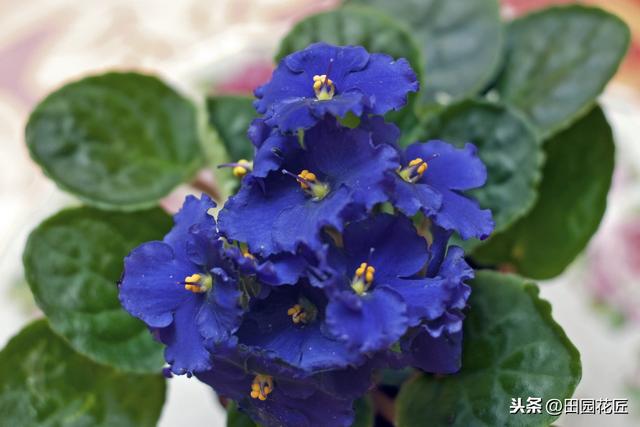 非洲紫罗兰，花型小巧，颜色鲜艳，这样养护，一年四季花开不断