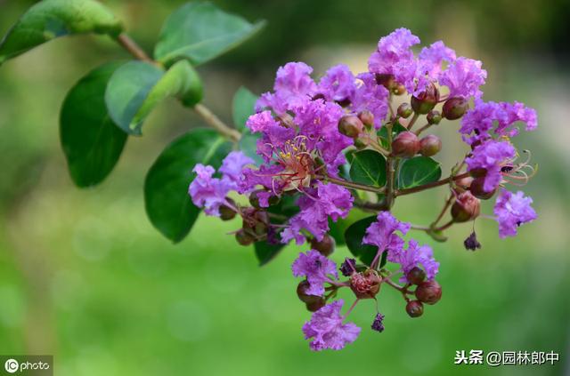 谁说花无红百日，紫薇就可以！学会这几点，紫薇花期更长久