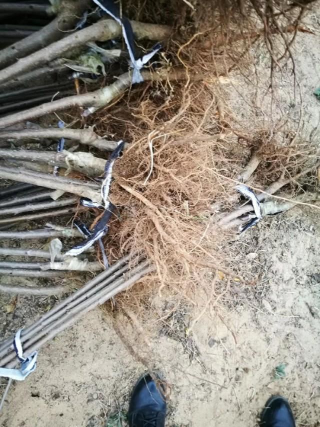 春栽大樱桃技术规范