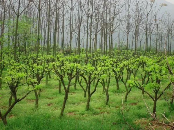 春天苗圃管理要及时，6项重点管理工作现在就要开始做