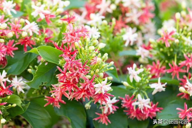使君子，花量少、不开花？可能是这些方面做错了，及时调整花满枝