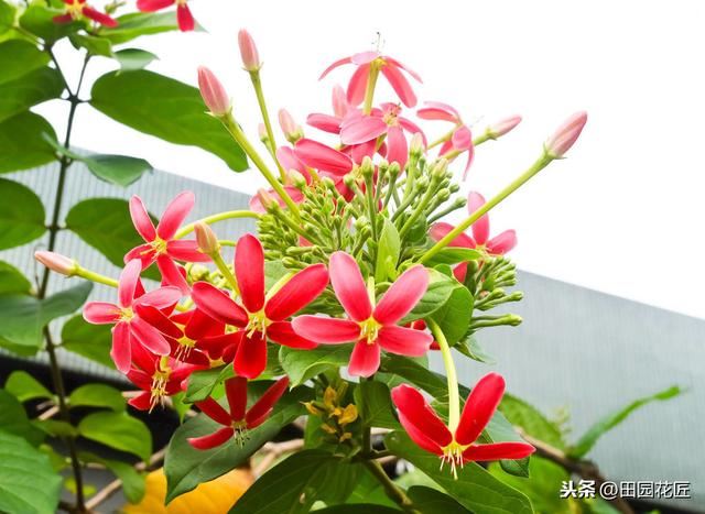 使君子，花量少、不开花？可能是这些方面做错了，及时调整花满枝