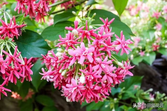 使君子，花量少、不开花？可能是这些方面做错了，及时调整花满枝