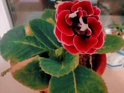 大岩桐没有种子进行播种？改成分球繁殖的方式，照样可以花团锦簇