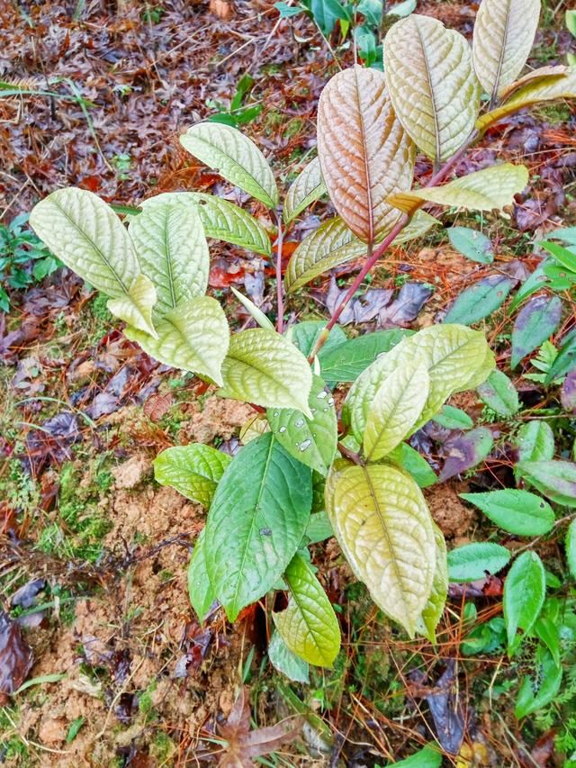 如何确定栽植苗木是否成活？苗木假活的解决方法？