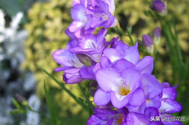 香雪兰，叶片倒伏、不开花？可能这里失误，正确养护，花开正当时