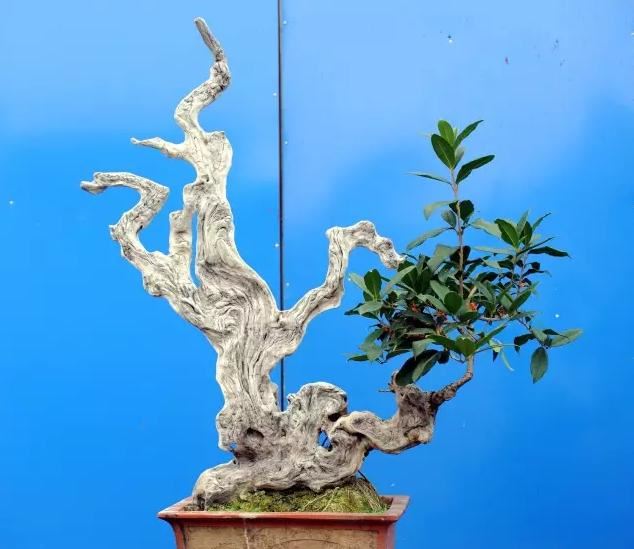 养桂花，为何总是出现叶黄？原来是这3点有恙，改善即可生长正常