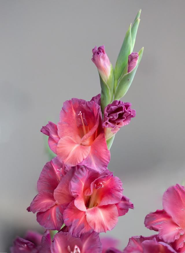 “监测氟气”的唐菖蒲，要想花多色艳，做好这“5方面”