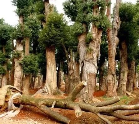 城市园林绿化大树培育与移植技术
