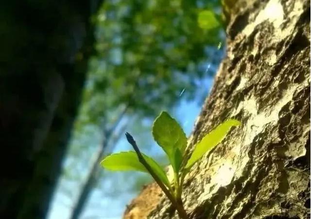 俗语“秋冬种树如做梦，春季种树如害病”，夏季种树，是啥呢？
