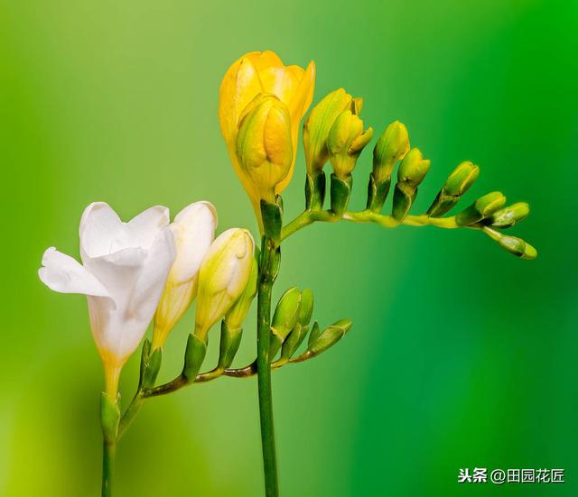 香雪兰，叶片倒伏、不开花？可能这里失误，正确养护，花开正当时