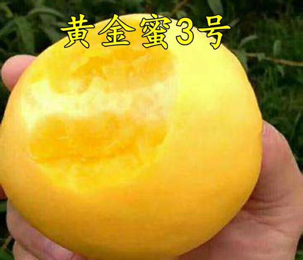 桃树小挺身 Y 字形早果高效栽培关键技术