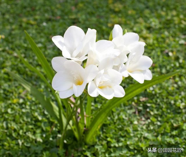 香雪兰，叶片倒伏、不开花？可能这里失误，正确养护，花开正当时