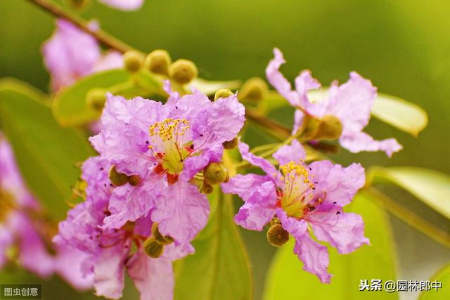 谁说花无红百日，紫薇就可以！学会这几点，紫薇花期更长久