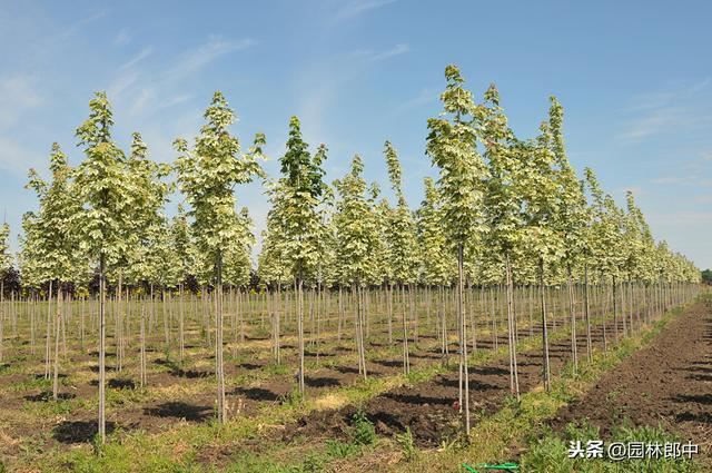 苗圃除草成本一直居高不下？不妨试试这种方法！除草成本减少一半