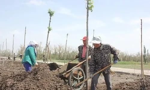 春季给苗木施肥，这几点特别重要