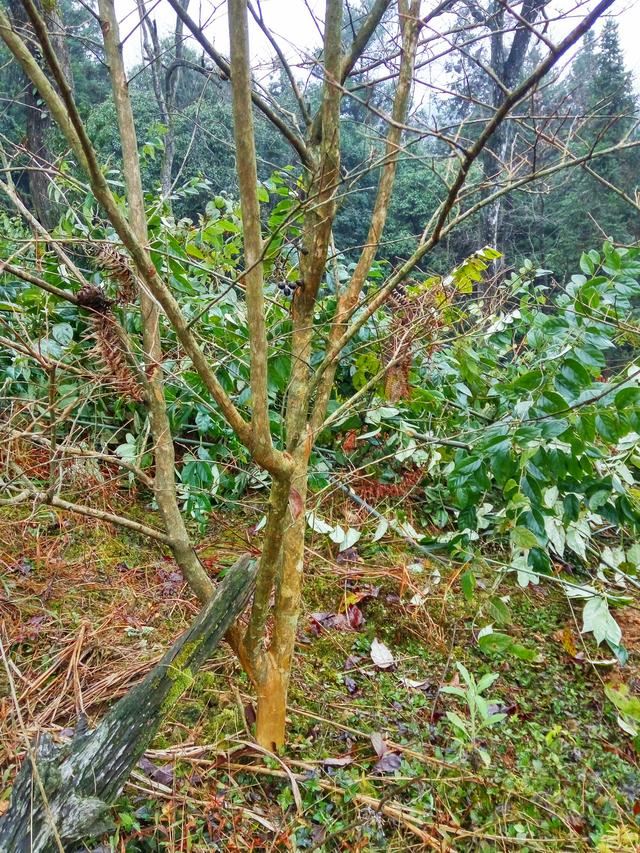 如何确定栽植苗木是否成活？苗木假活的解决方法？