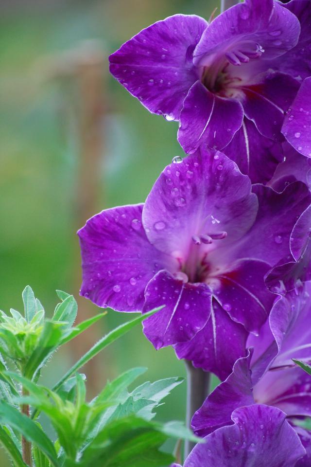 “监测氟气”的唐菖蒲，要想花多色艳，做好这“5方面”