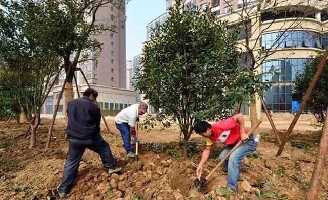 这样栽树，等于加快树木的死亡