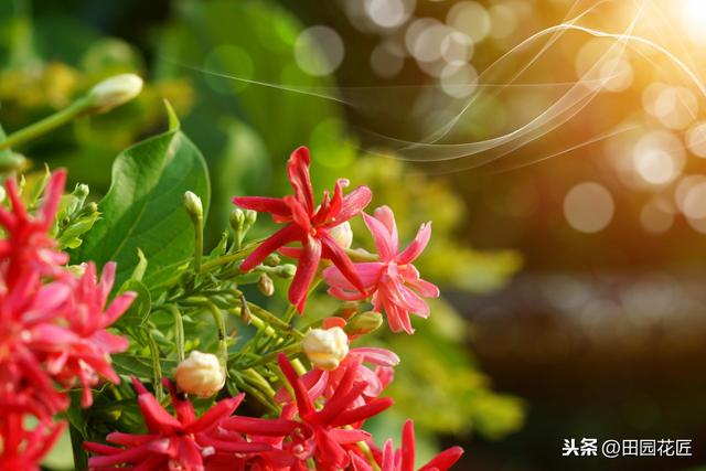 使君子，花量少、不开花？可能是这些方面做错了，及时调整花满枝