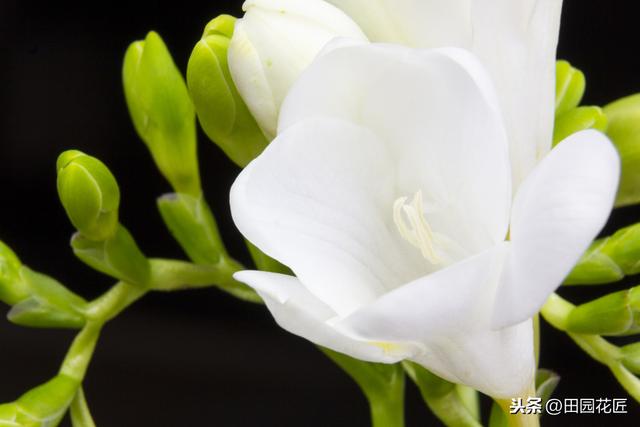 香雪兰，叶片倒伏、不开花？可能这里失误，正确养护，花开正当时