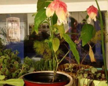 虾衣花盆栽掉叶不开花，从栽培到后期养护，掌握四点就能全部解决