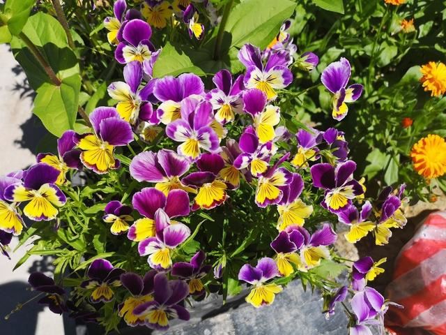 花色丰富的“三色堇”，把握好播种时间，四季可栽全年有花看