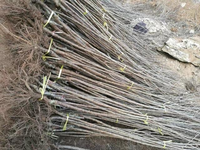 春栽大樱桃技术规范