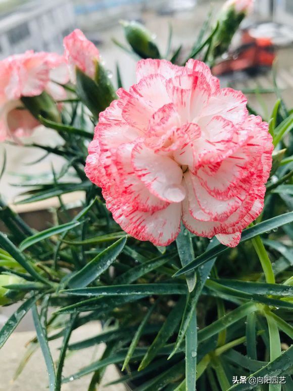三种“香水花”，花瓣带有清香味，养在客厅里，全家都是香味