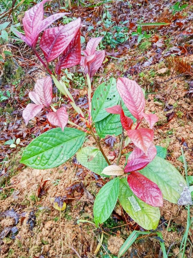 如何确定栽植苗木是否成活？苗木假活的解决方法？