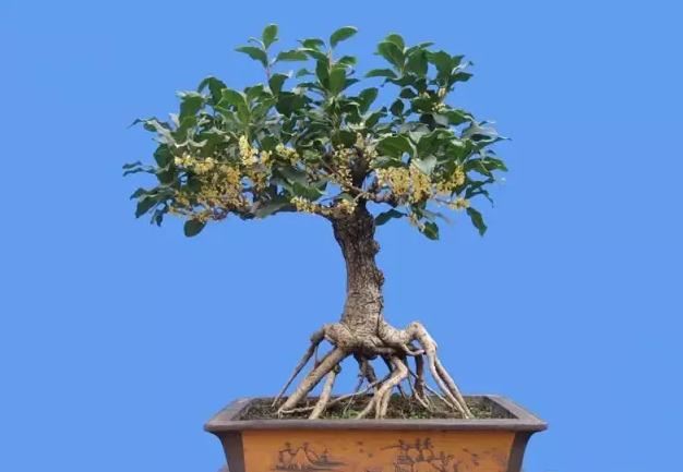 养桂花，为何总是出现叶黄？原来是这3点有恙，改善即可生长正常