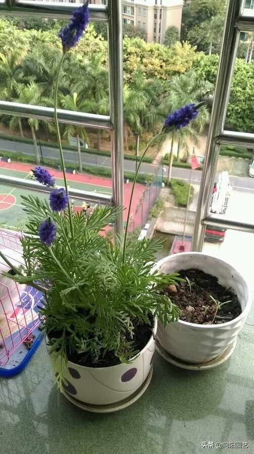 三种“香水花”，花瓣带有清香味，养在客厅里，全家都是香味