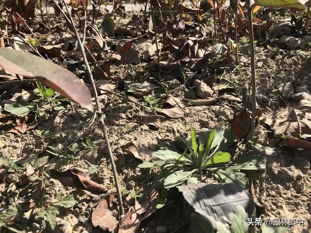 园林绿篱杂草难防除？那是你没找对方法，这样做成本减少一半！