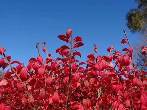 火焰卫矛盆栽修剪遇到难题，掌握这五个办法，枝密叶红又美观