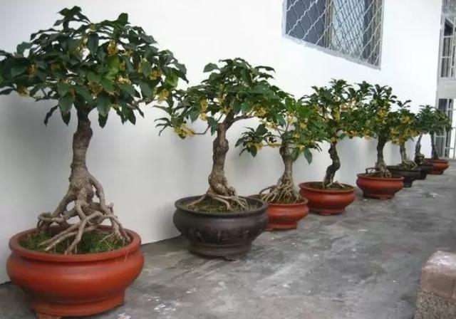 养桂花，为何总是出现叶黄？原来是这3点有恙，改善即可生长正常